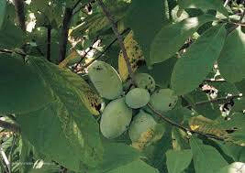 6 Paw paw Tree Cuttings Grow your own trees Easy instructions included Live tree cuttings image 1