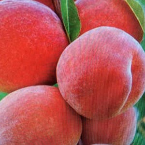 May include: Close-up of several ripe peaches with a vibrant red-orange hue. The peaches have a fuzzy texture and are clustered together, with green leaves visible in the background. The image highlights the natural beauty of the fruit.