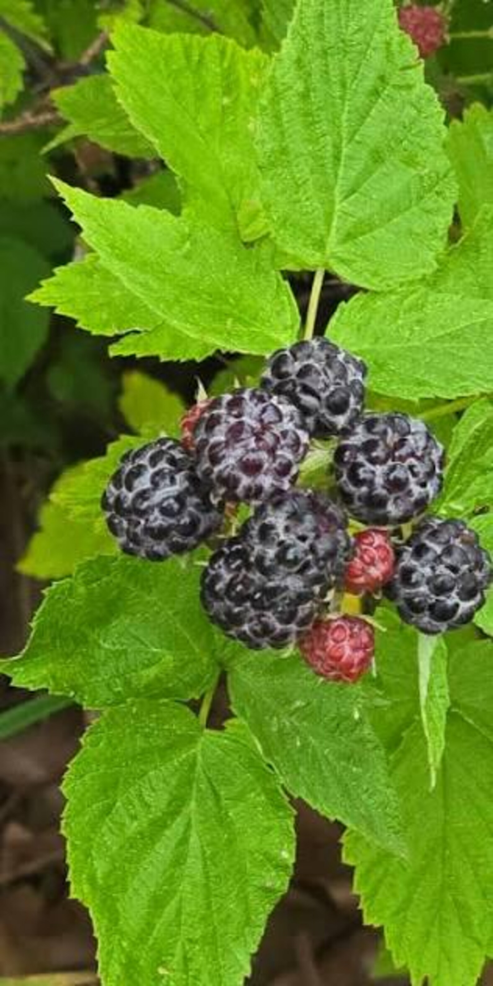 3 Wild Black Raspberry Plants Bare Root 6–20” Tall – Sweet Dark Berry ...