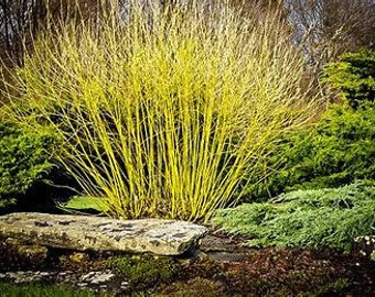 4 dazzle Yellow Twig Dogwood trees 1-3ft tall now stunning color all year