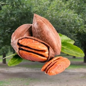 May include: A cluster of brown pecan nuts, including one partially opened shell revealing the textured, light brown nut meat inside, accompanied by a single shelled pecan nut and several bright green leaves with serrated edges.