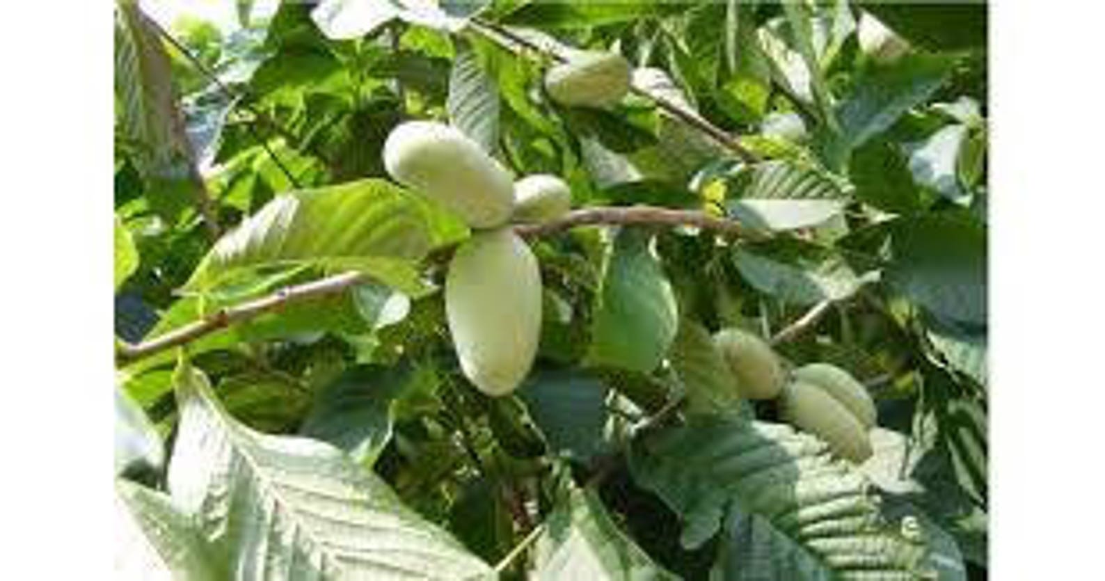 6 Paw paw Tree Cuttings Grow your own trees Easy Etsy