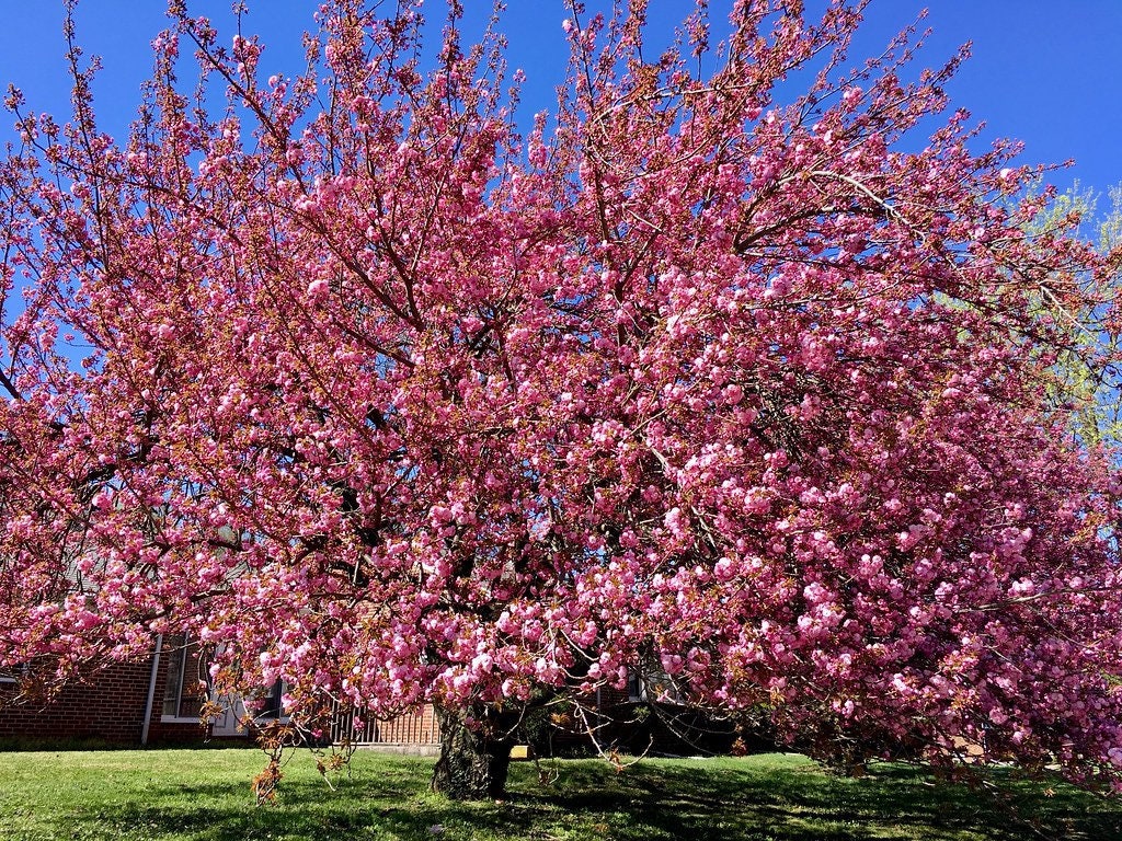 Sakura Sapling - Etsy