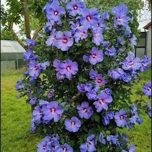 May include: A vibrant bush overflowing with large, blue-purple hibiscus flowers. The blooms have a deep purple center and a delicate, ruffled appearance. The plant is set against a backdrop of green grass and foliage, with a glimpse of a building.