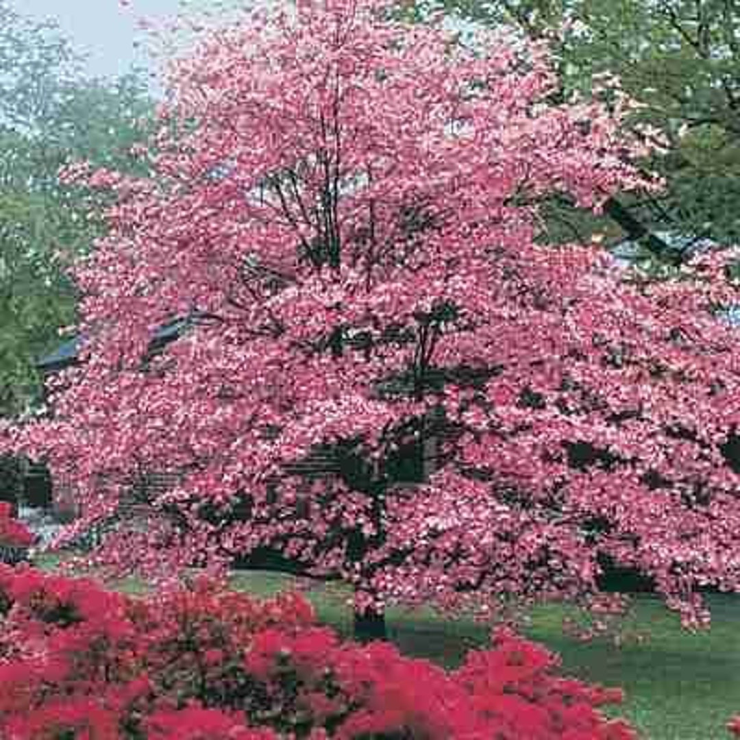 3 Nice PINK Dogwood Trees 2 to 3 Ft Tallin Tall live Tree Etsy
