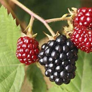 May include: Close-up of ripe blackberries on a branch. The berries are dark purple and red, and some are still green. The berries are surrounded by green leaves.