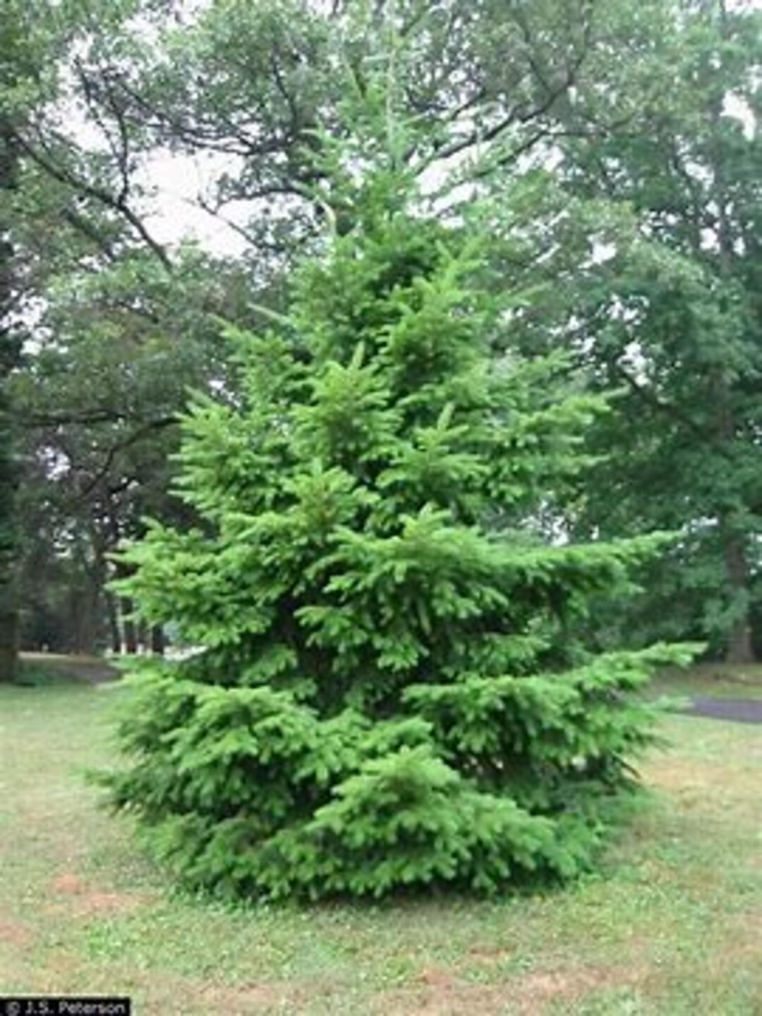 30 Apache Douglas Fir Tree Seeds! East and Fast Christmas Trees! - Etsy