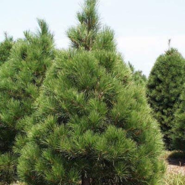 8 live White Pine trees 1-2 ft tall fast growing Christmas trees easy to grow evergreen