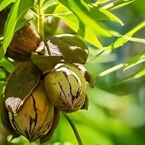 May include: Close-up of pecan nuts still in their shells, hanging from a tree branch. The nuts are brown and green, with a textured surface. The leaves of the tree are green and out of focus in the background.