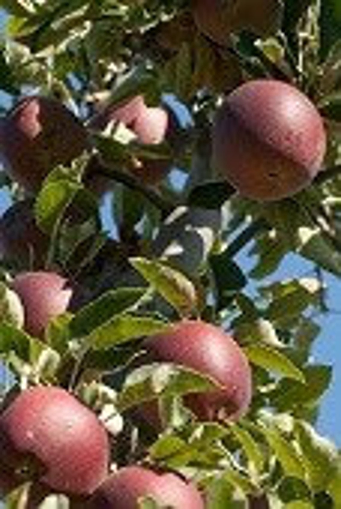 Nice Arkansas Black Apple Tree Live Tree Fruit Trees18 Inch Etsy