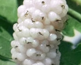 2  live White Mulberry trees sweet fruit Live trees 1 to 2 ft tall now ready to plant !