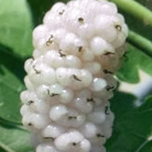 two live White Mulberry trees sweet fruit Live trees 1 to 2 ft tall now ready to plant ! free shipping