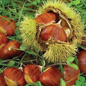 2 Chinese chestnut trees, 2ft tall now, fast growing live nut trees image 2