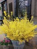 TWO Forsythia bushes, Beautiful blooms,fast growing, Live trees Pre-Sale order now before there gone. Fall is best for planting. 