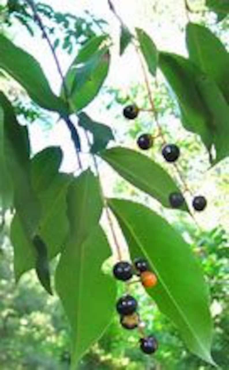 8 Black Cherry Tree Cuttings Beautiful Tree and Cherry Fruit. Live