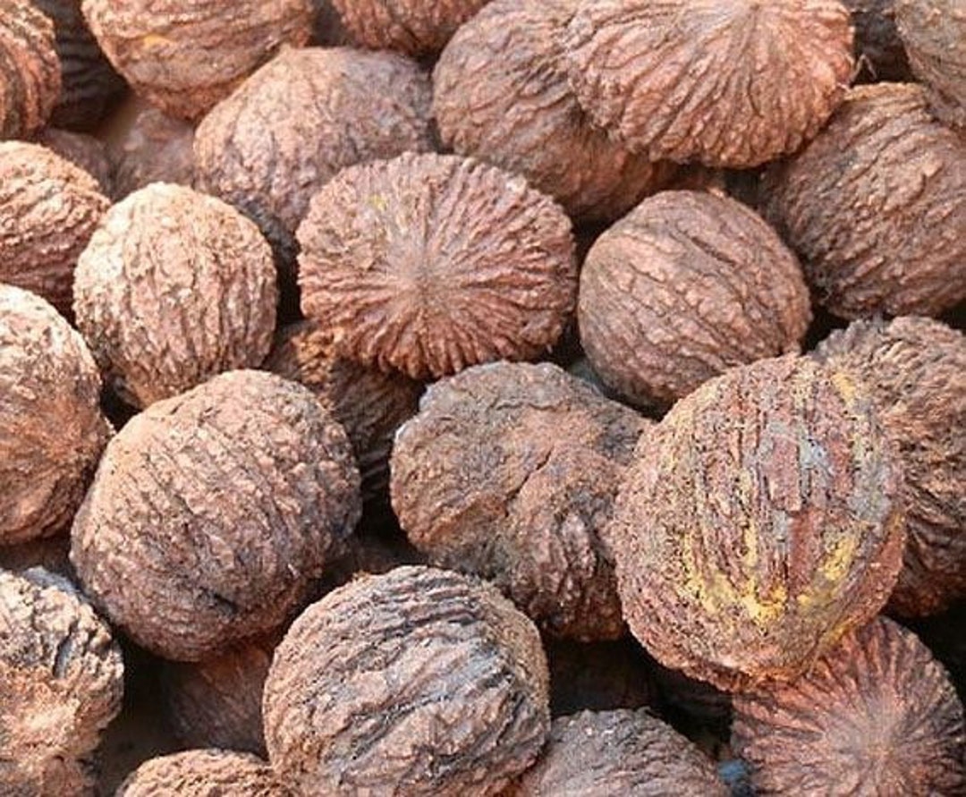 1 Lb of Black Walnuts in Shell Fresh 2023 Indiana Crop No Etsy