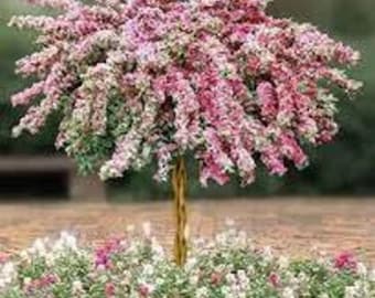 2 weigelas abigarradas (salpicadura rosa) de 2 pies de alto, ahora hermosos arbustos vivos