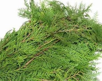 12 real eastern red cedar branches 8 to 12 inches long very fragrant crafts potpourri wreaths