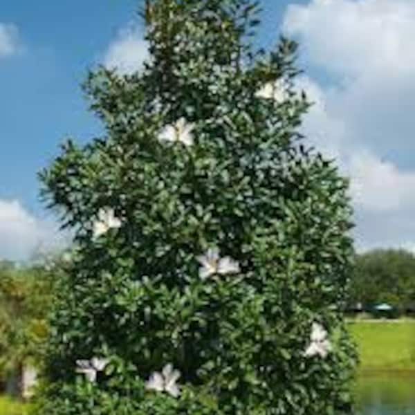 1 southern magnolia tree 2ft tall now beautiful evergreen white flowers