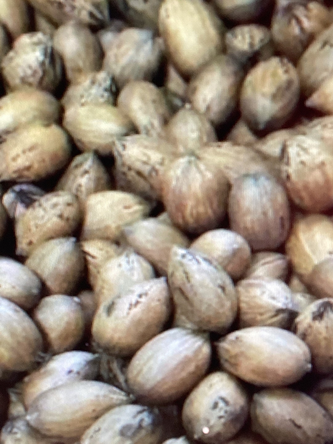 3 Pound of Tennessee Pecans in Shell Fresh 2022 Crop No Pesticides Non