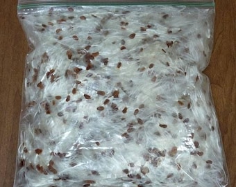 Copos de algodoncillo con semillas – Bolsa de un cuarto de galón • Medidor de viento para la caza de ciervos • Yesca de supervivencia • Relleno para manualidades • Indicador natural de dirección del viento