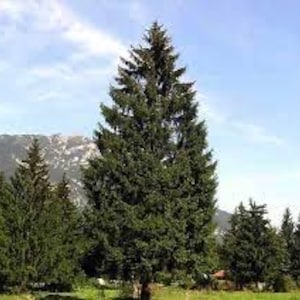 May include: A tall, dark green evergreen tree with a pointed top, standing in a grassy field with other trees and a mountain range in the background.