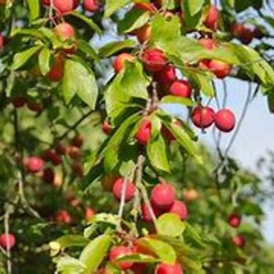 4 American plum trees  1-3 ft tall swee plum fruit easy to grow