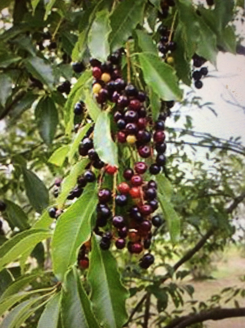 8 Black Cherry Tree Cuttings Live Tree Live Plant Gardening Etsy