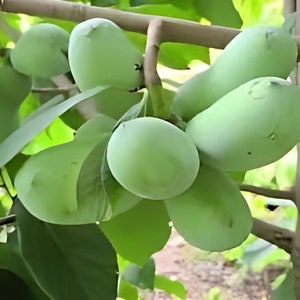 Puede incluir: Un racimo de frutos de papaya verde colgando de una rama de un &aacute;rbol de papaya. Los frutos son lisos y de forma ovalada.