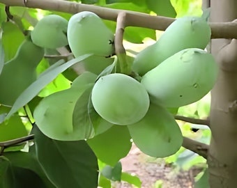 May include: A cluster of green pawpaw fruits hanging from a branch on a pawpaw tree. The fruits are smooth and oval-shaped.