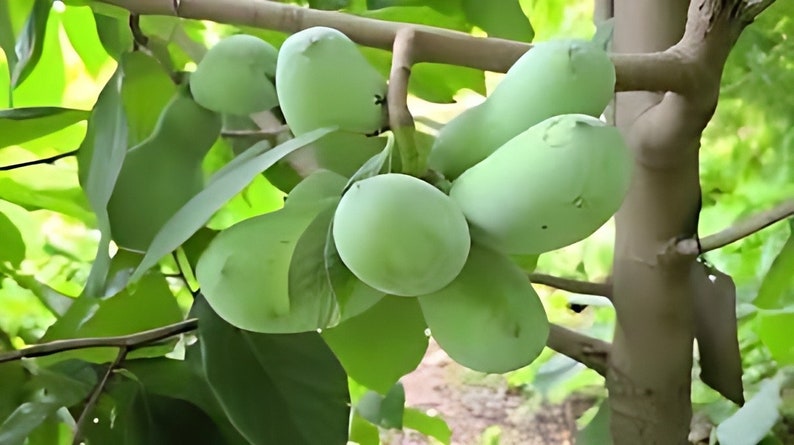 Puede incluir: Un racimo de frutos de papaya verde colgando de una rama de un &aacute;rbol de papaya. Los frutos son lisos y de forma ovalada.