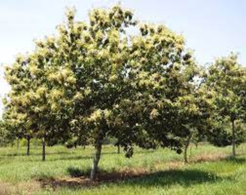 2 Chinese chestnut trees, 2ft tall now, fast growing live nut trees image 5