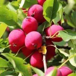 15 Paradise Apple tree seeds ~Beautiful edible and easy