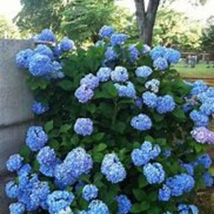 May include: A vibrant bush of blue hydrangea flowers in full bloom. The large, round flower heads are a mix of light and deep blue hues, set against a backdrop of green foliage and a blurred background of trees and a wall.