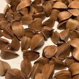 May include: A pile of brown, open-faced seed pods, possibly from a tree. The pods are a light brown color, with a smooth, slightly shiny texture. The pods are scattered across a white surface.