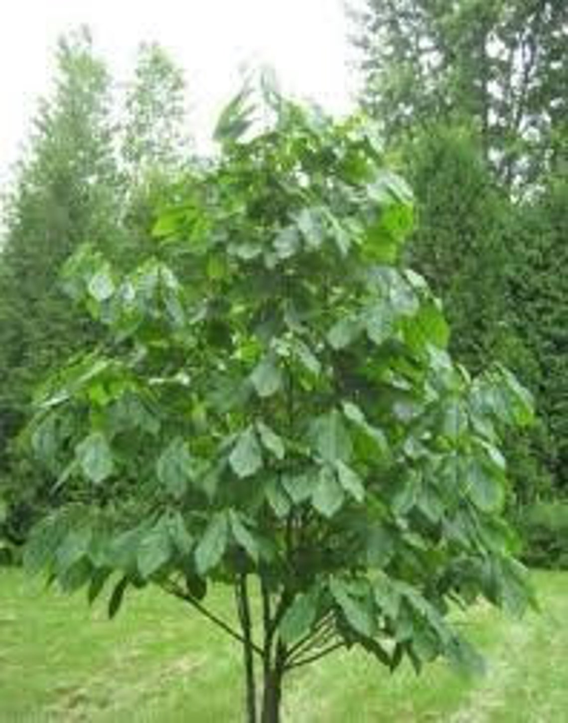 2 Live PAW PAW Trees Approx 4 to 8 Inches Tall Now Native Midwestern ...