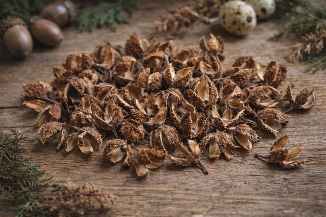 50 Natural Beech Seed Shells • Rustic Woodland Decor • Primitive Bowl ...