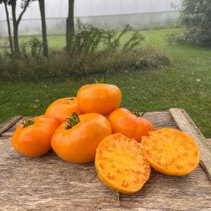 May include: A pile of ripe, orange tomatoes, some whole and some sliced, sit on a weathered wooden surface. The tomatoes have green stems and a slightly ribbed texture. The background features green grass and trees.