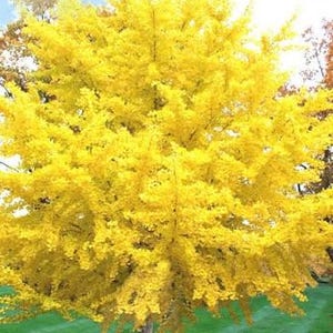 May include: A vibrant yellow tree with dense foliage, set against a backdrop of a clear blue sky and green grass. The tree's trunk is visible at the base, and the image captures a sunny outdoor scene.