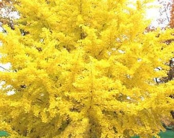 Ginkgo Trees (2 Pack) – 18–24” Bare Root • Golden Fall Color • Ancient Hardy Tree • Unique Fan Leaves • Landscape Favorite
