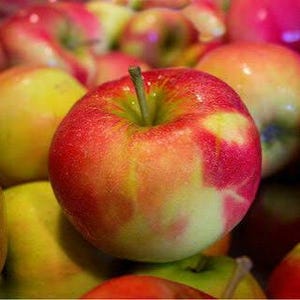 May include: Close-up of a ripe apple with a red and yellow gradient skin. The apple has a green stem and is surrounded by other apples. The image highlights the natural colors and textures of the fruit.