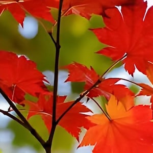 Red Maple trees stunning Fall colors 1-3 ft tall now