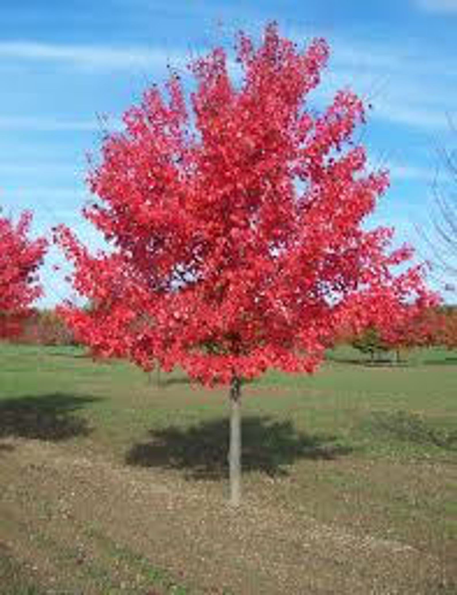 FOUR Nice Red Maple Trees Fall Color Live Trees Etsy