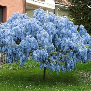 May include: A mature wisteria tree in full bloom, showcasing cascading clusters of light blue flowers. The tree's trunk is visible, set against a backdrop of green grass and a building.