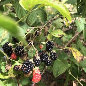 May include: Close-up of a blackberry bush with ripe, dark purple berries and green leaves. Some berries are still red. The image shows the natural texture and color variations of the fruit and foliage.