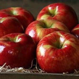 Honey Crisp Apple Tree, 2ft Tall, Ready to Plant, Bareroot