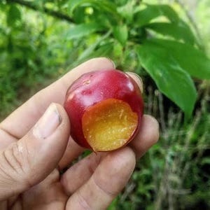 May include: A hand holds a partially eaten, ripe plum. The fruit is a deep red color with a bright yellow interior where it has been bitten. Green foliage is visible in the background.