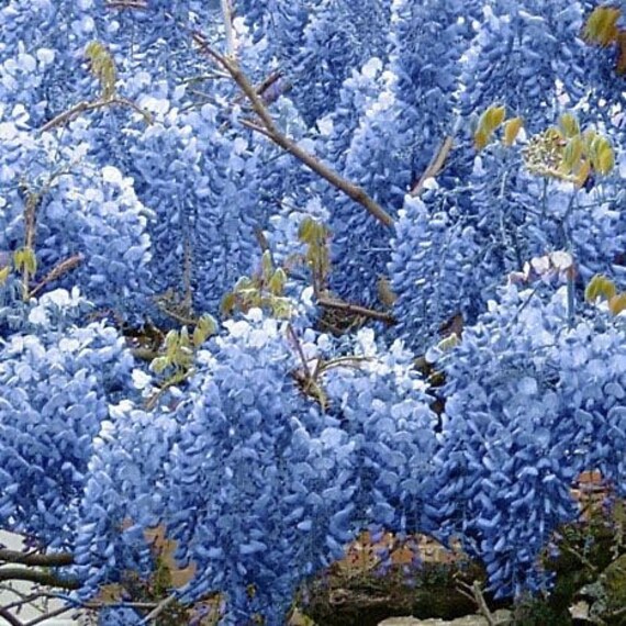2 Blue Wisteria Trees 4 -6 Inch Tall Now Live Trees - Etsy