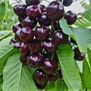 May include: A cluster of dark purple cherries hanging from a tree branch. The cherries are ripe and glossy, with green leaves surrounding them.