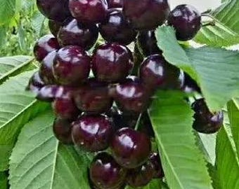 3 black cherry tree 2-3 ft ready to plant now !